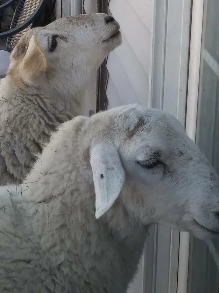 Peeps A-Waiting