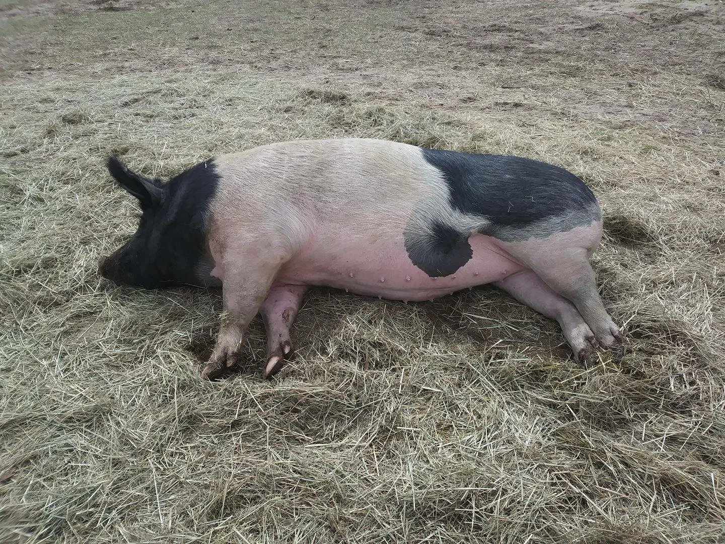 Free Range Bacon