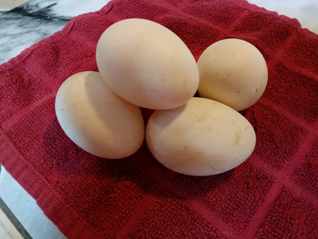 Duck Eggs.jpeg