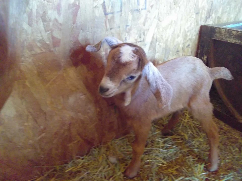 First Goats Born at VR