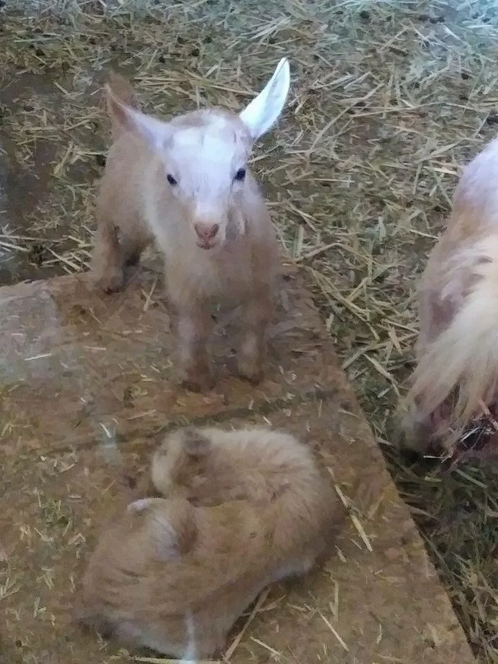 Tiny Goats Doing Well