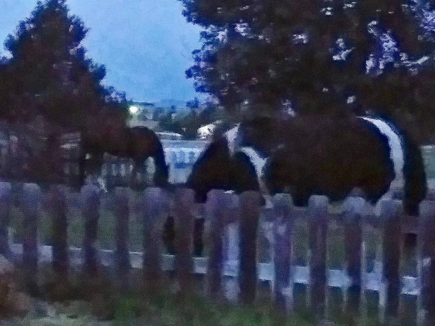 Escapees