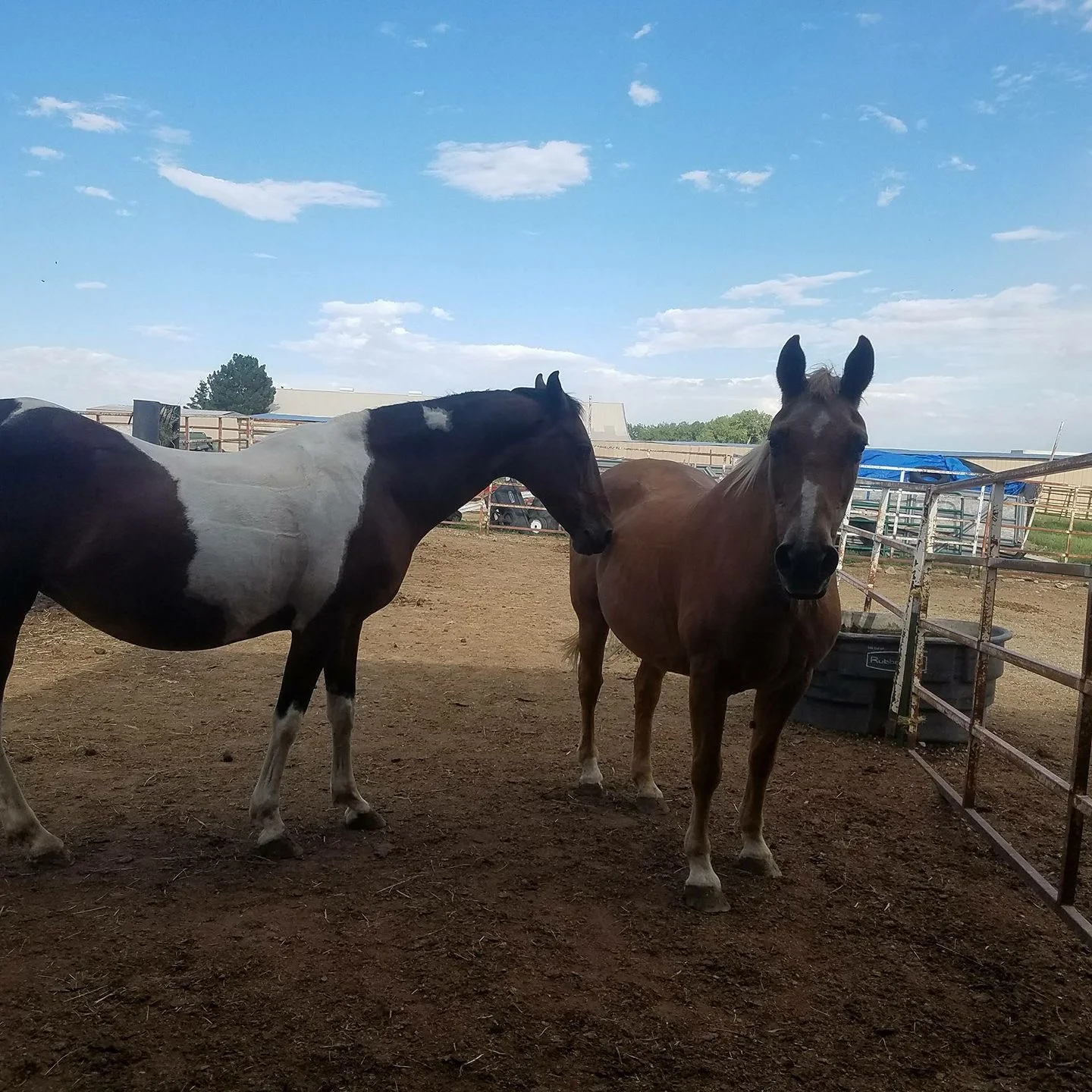 Meet Caramel and Sugar