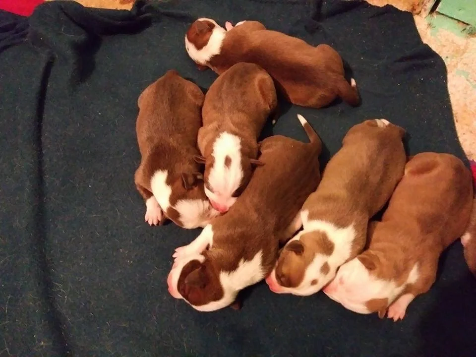 New Puppies! 🐶 