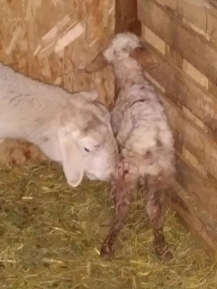 Surprise! Congratulations Sophie!