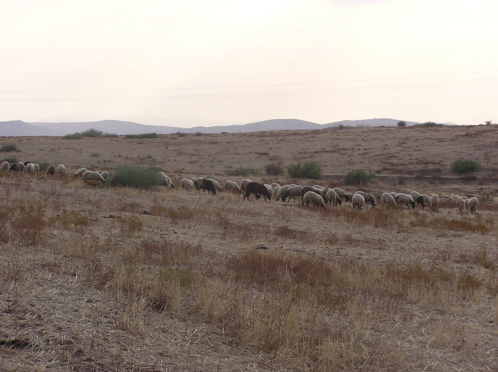 Our uncle's sheep grazing on a summer evening in Tunisia (photo taken in 2006)