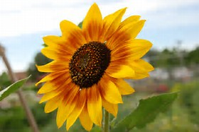 Sunflower.png
