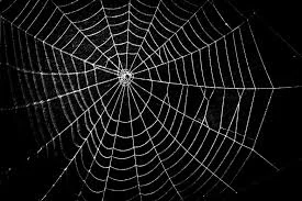 Spiderweb.jpg
