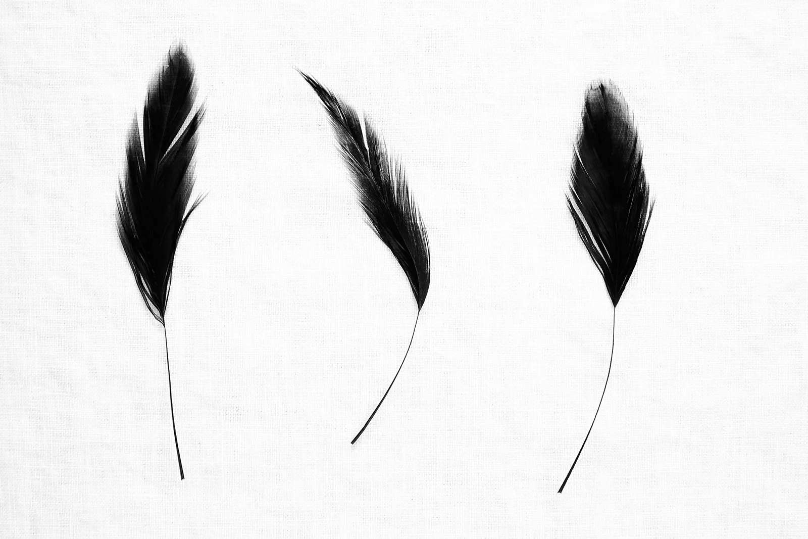 FA_Feathers2_0071.jpg