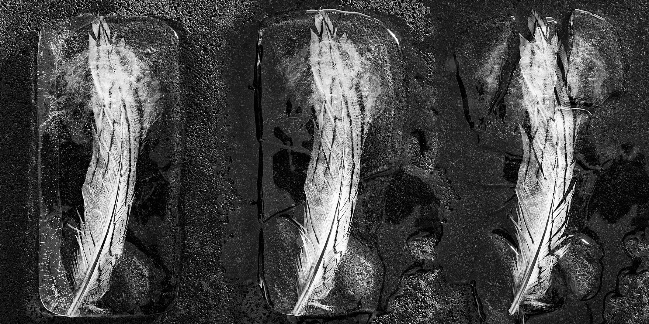 Feathers-Melting.jpg
