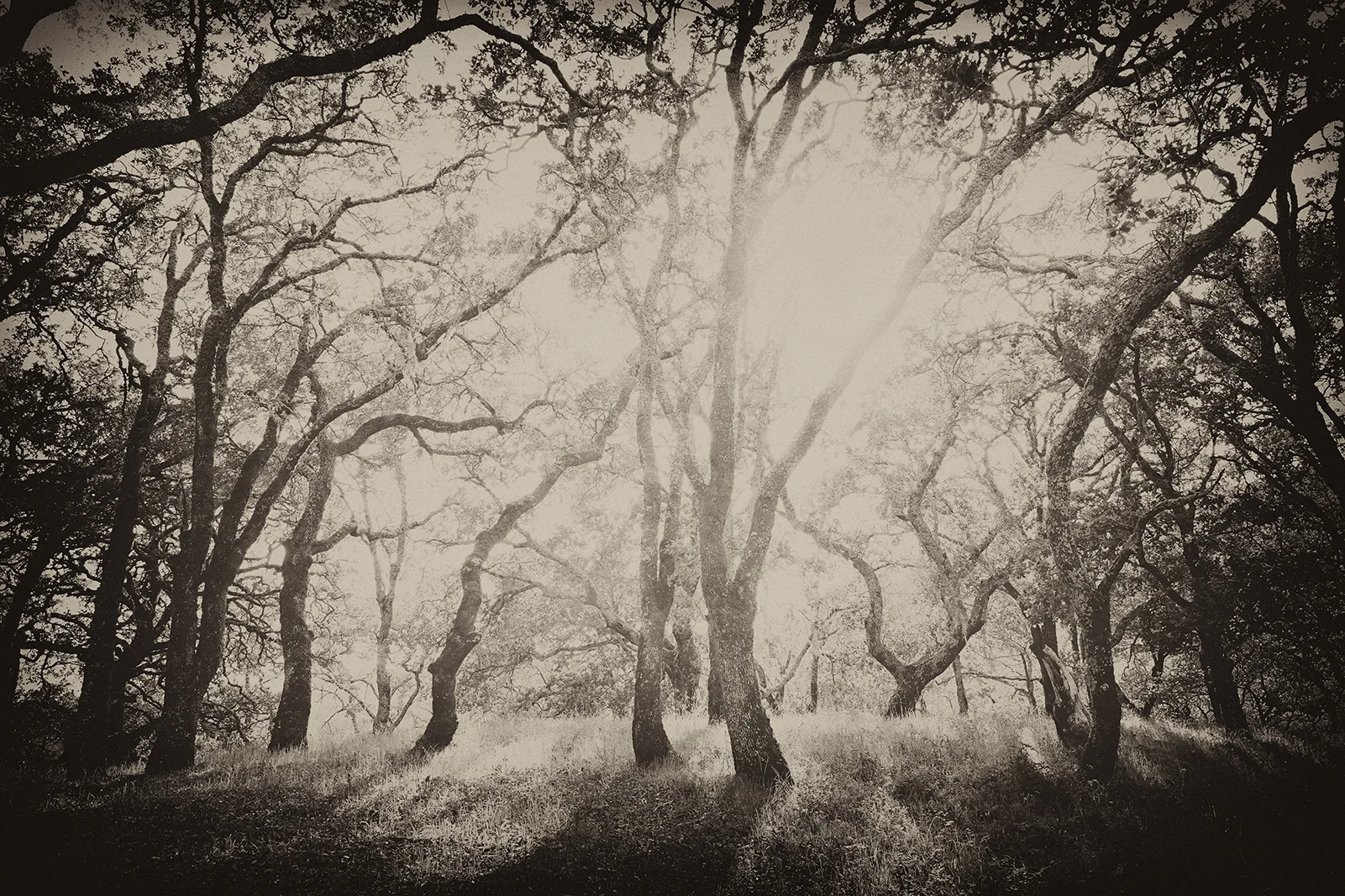 Trees.jpg