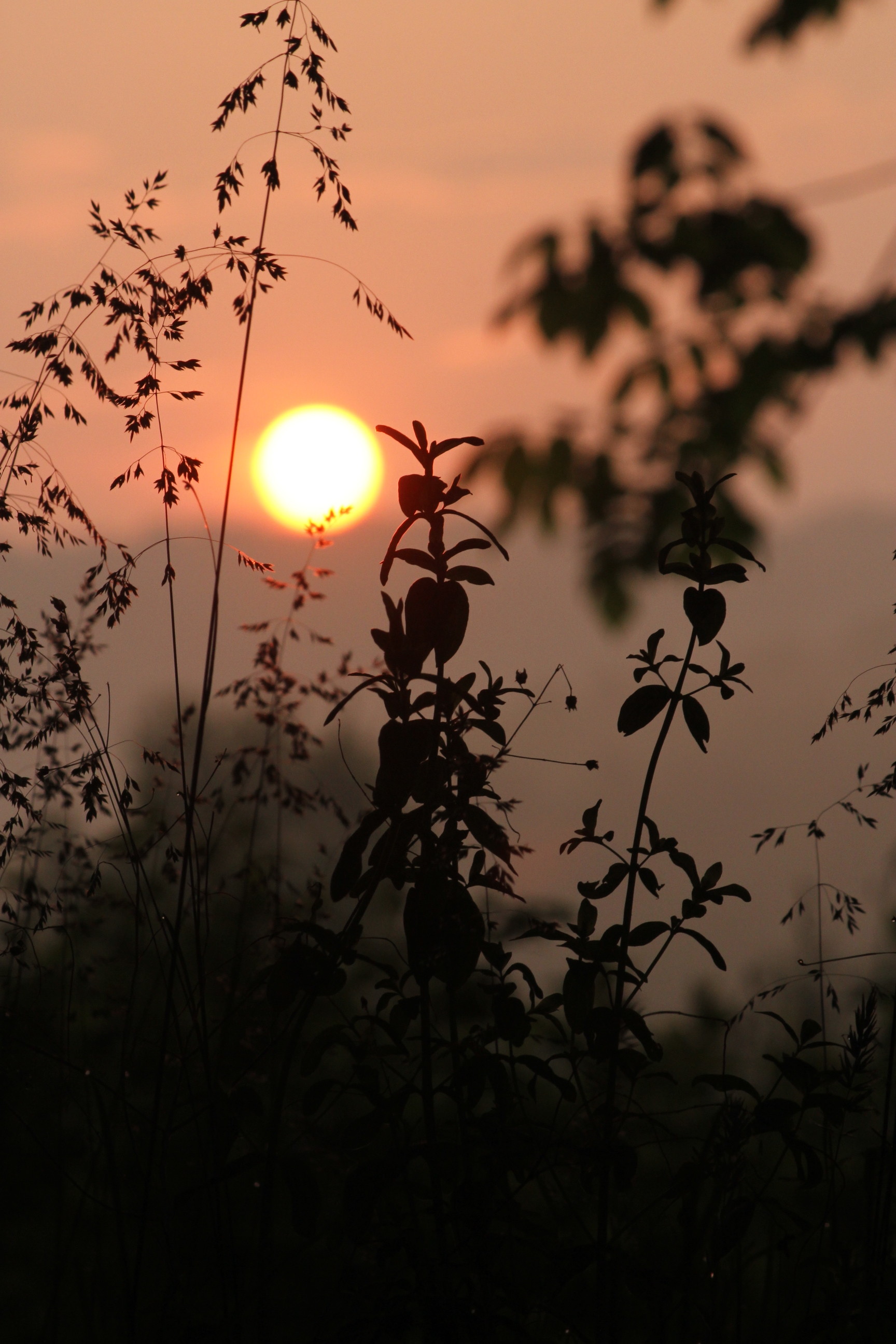 Copy of IMG_1447.JPG