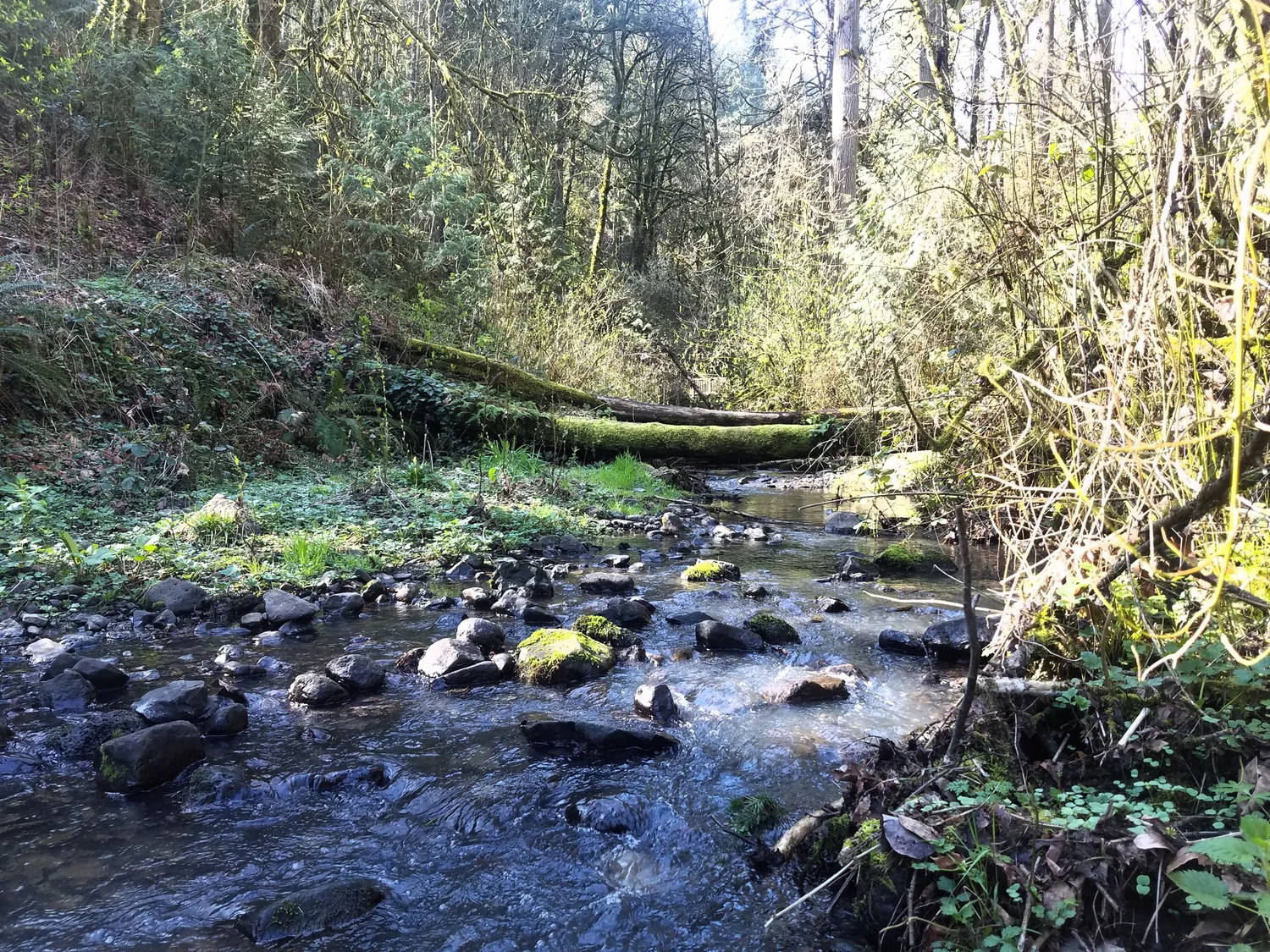 A quiet brook flowing through a green woodland