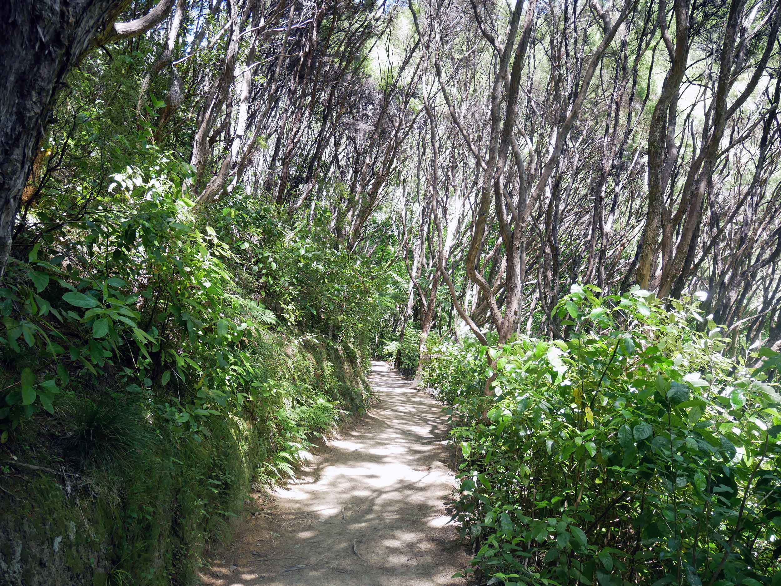  The hike to Anapai Bay is the first section of the Coast Track (a 3-5 Day return) in Abel Tasman National Park (Jan 17).&nbsp; 