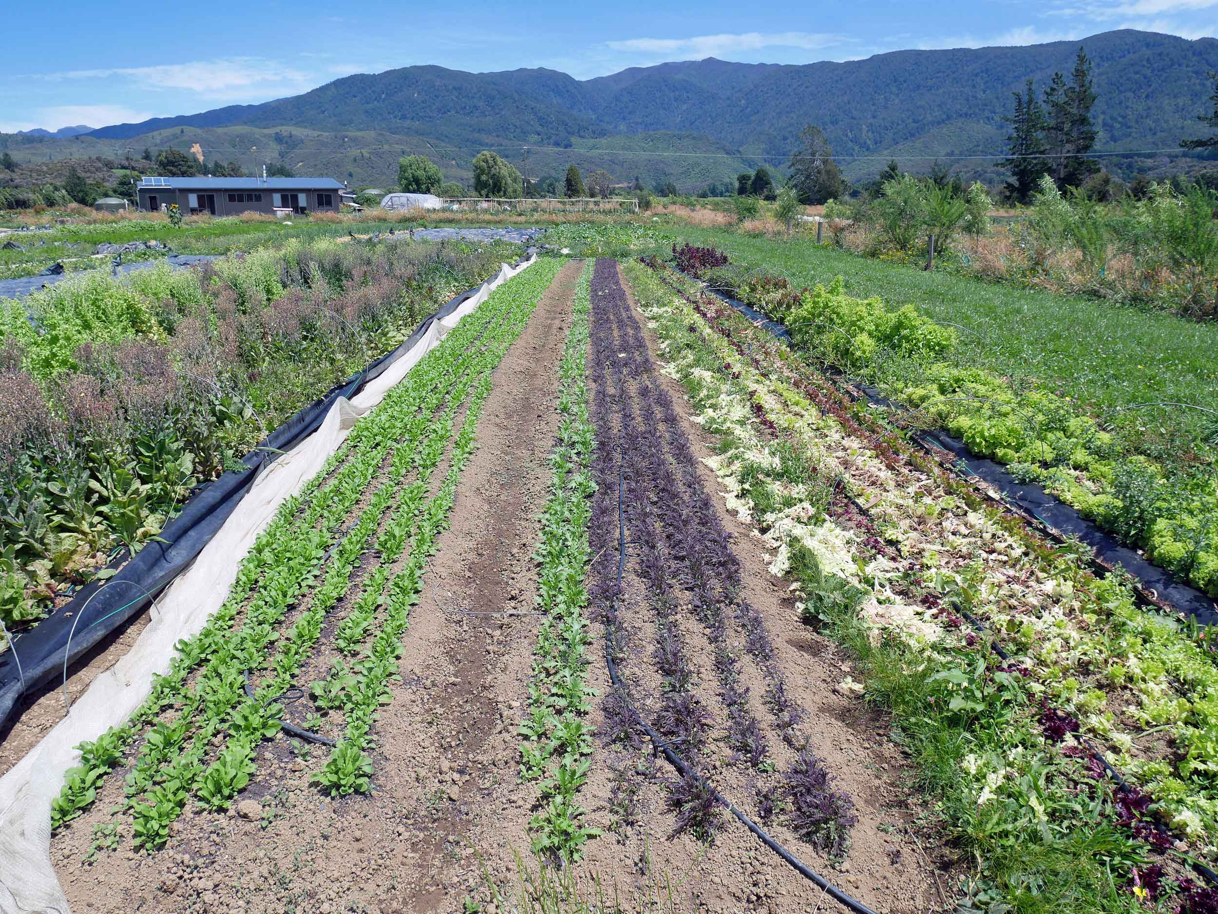  Puramahoi Fields offers weekly shares of veggie boxes (aka CSAs) to locals and area visitors, many from North America. &nbsp; 