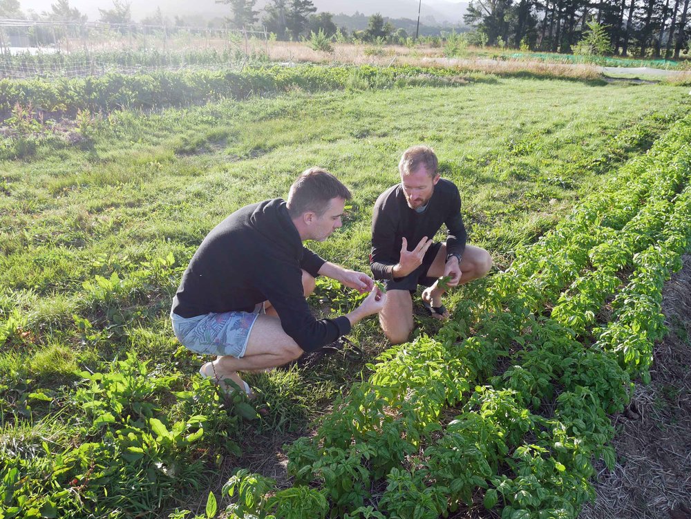  Shane shows Trey how to harvest basil for that evening's dinner.&nbsp; 