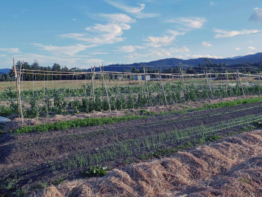  Puramahoi Fields is growing lots of tomatoes, which do not like the NZ weather,&nbsp;by tying the vines up on trellises to expose to the sun and keep them dry. &nbsp; 