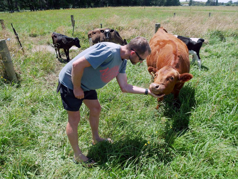  Shane introduces us to the cows of Puramahoi Fields... meet gorgeous Dexter (also the breed). &nbsp; 