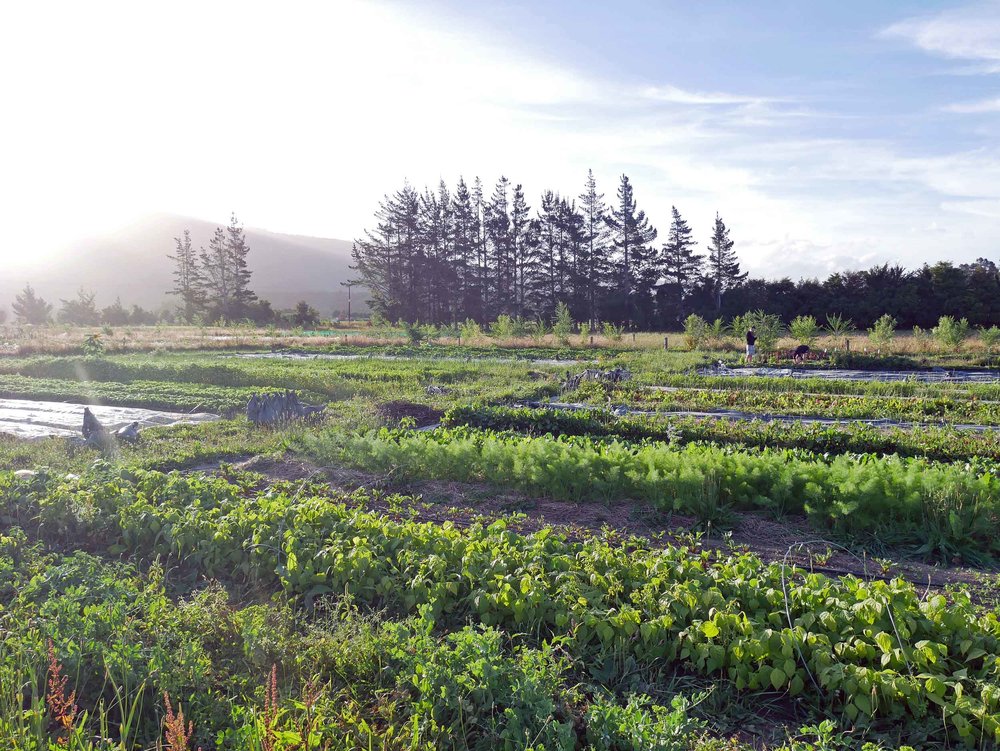  Puramahoi Fields also provides many of Golden Bay's fabulous restaurants and cafes with organic produce. &nbsp; 