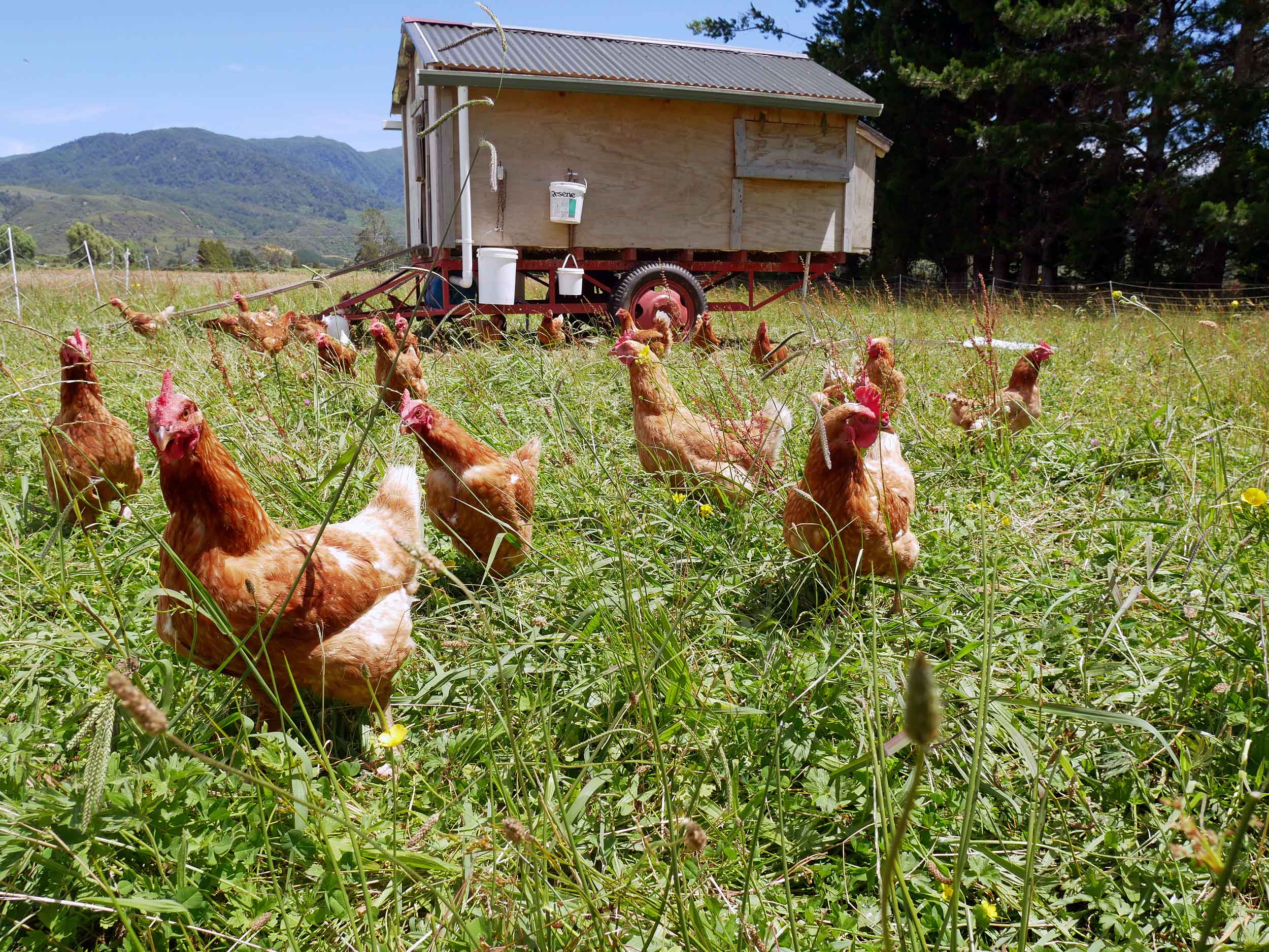  Meet the lovely ladies of Puramahoi Fields, who produce fresh eggs daily (even through moulting periods).&nbsp; 