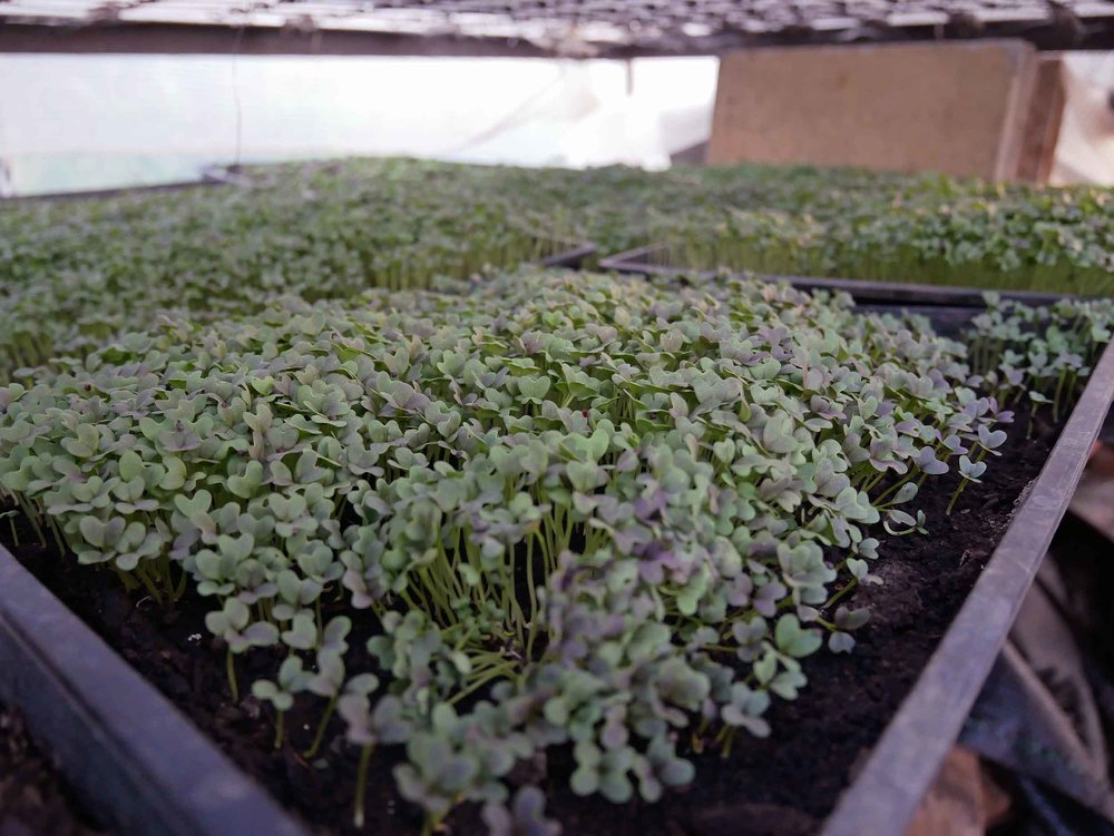  Micro greens are big business in Golden Bay, easier for cafes and restaurants to garnish plates (also, tasty!). &nbsp; 