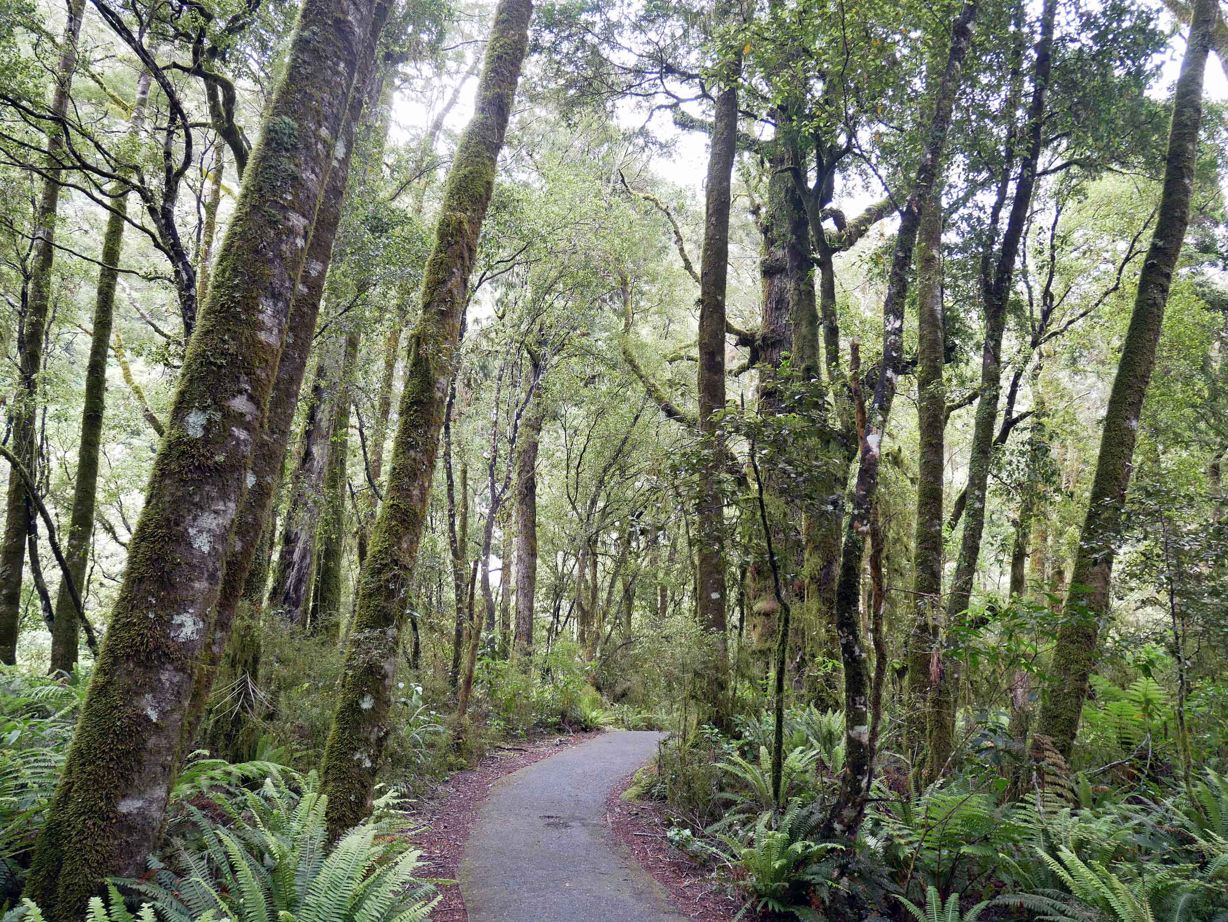  The Ship Creek bog walk took us through pre-historic vegetation and towering trees (Jan 6). 