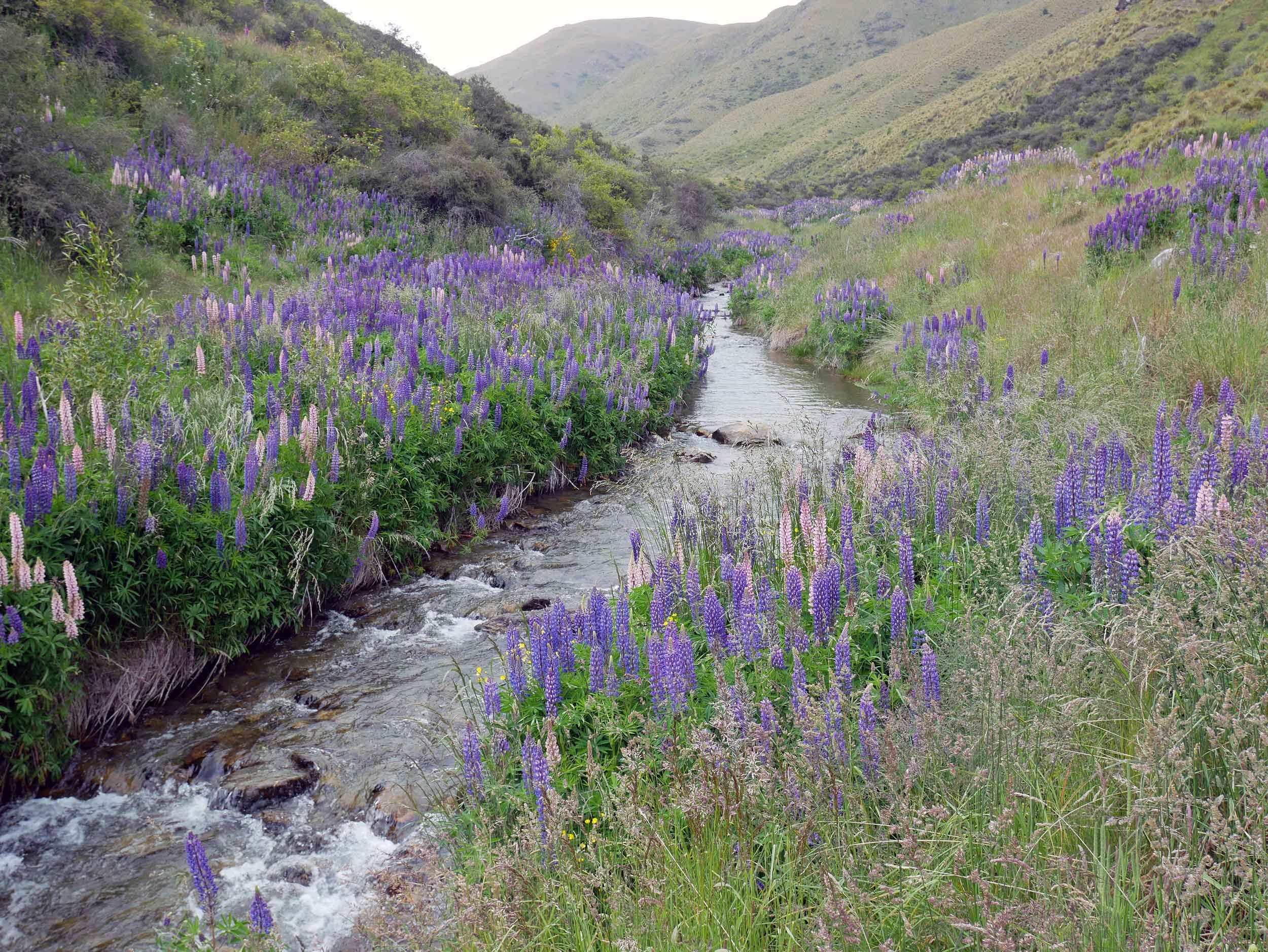  On our way to Milford Sound, we saw fields and fields of vibrant pinks, purples and blues of wild lupines (Jan 8).&nbsp; 