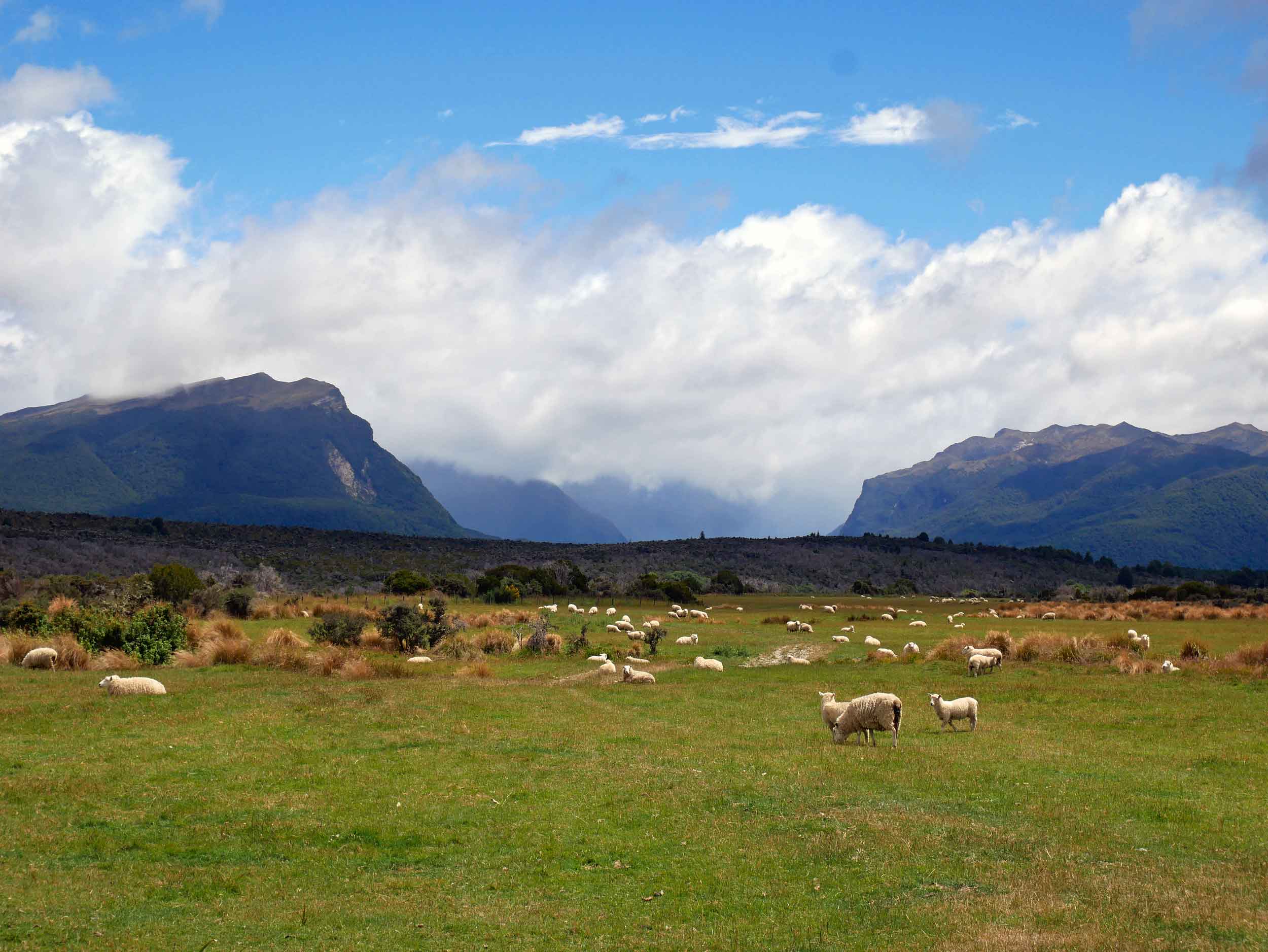  Another typical NZ scene, some of the country's nearly 30 million sheep (Jan 8).&nbsp; 