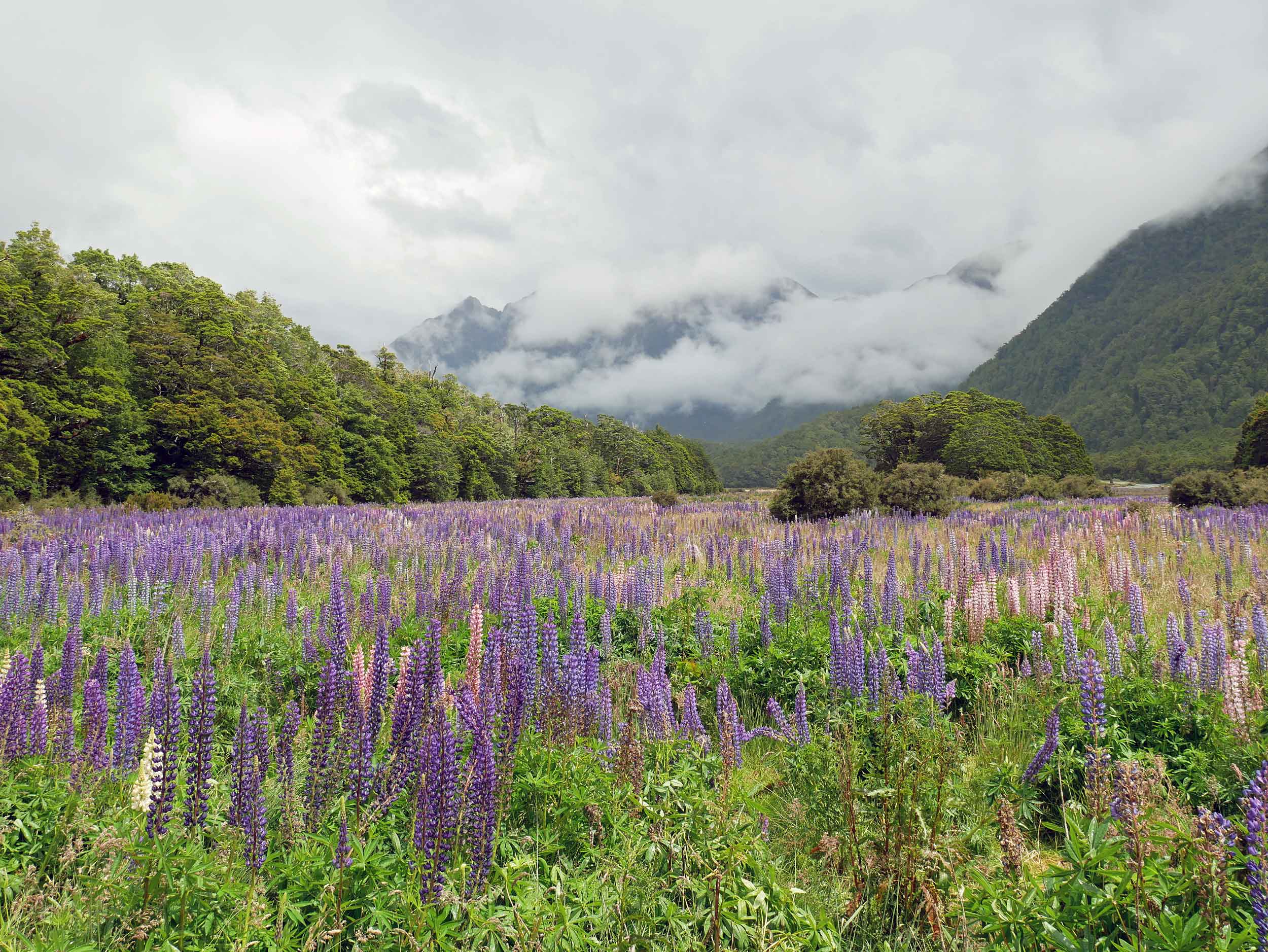  Delighted to find more fields of lupine in Fiordland National Park (Jan 9).&nbsp; 