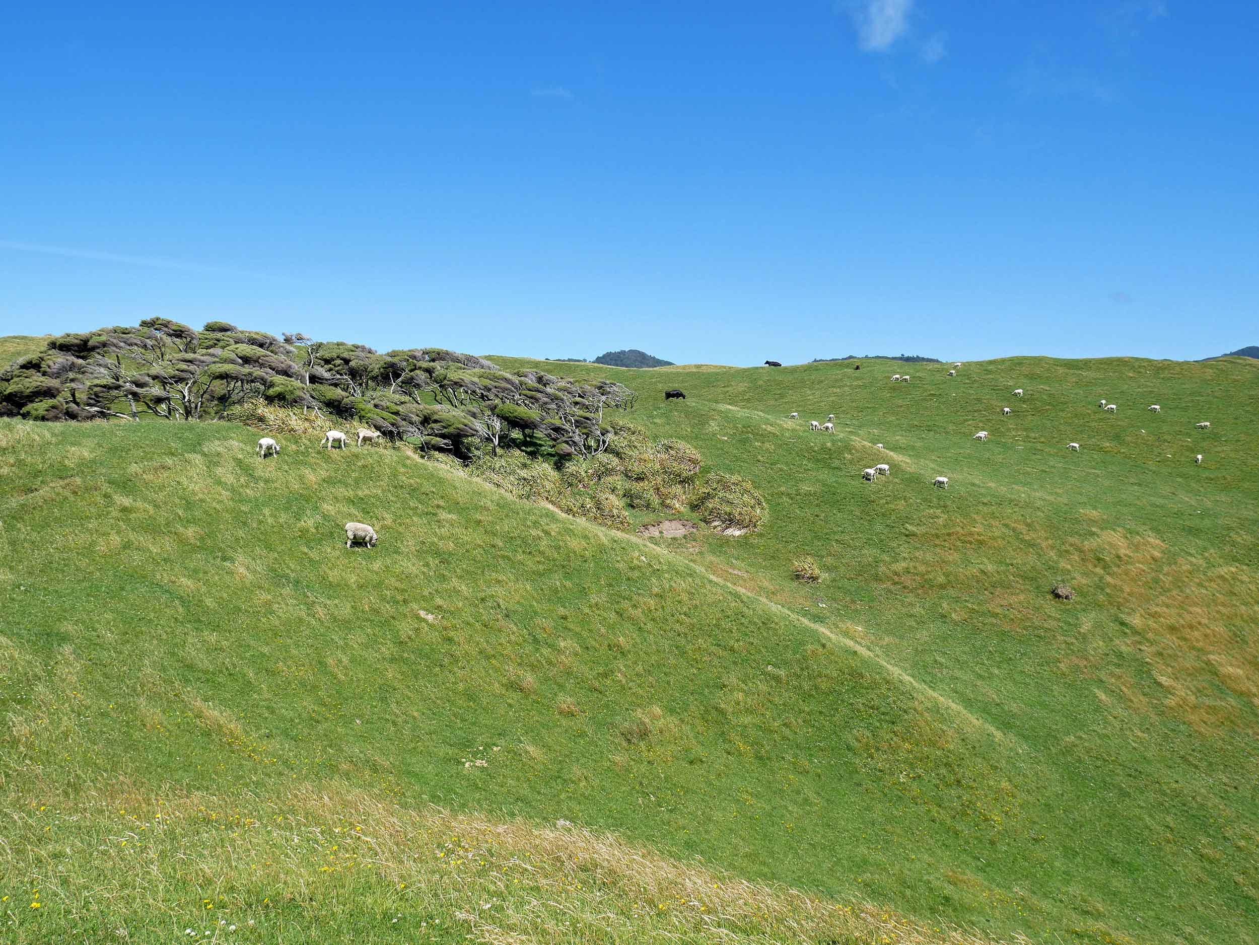  The northern most tip of the South Island, the rolling hills on top of hills are dotted with what else... more sheep (Jan 13). &nbsp; 
