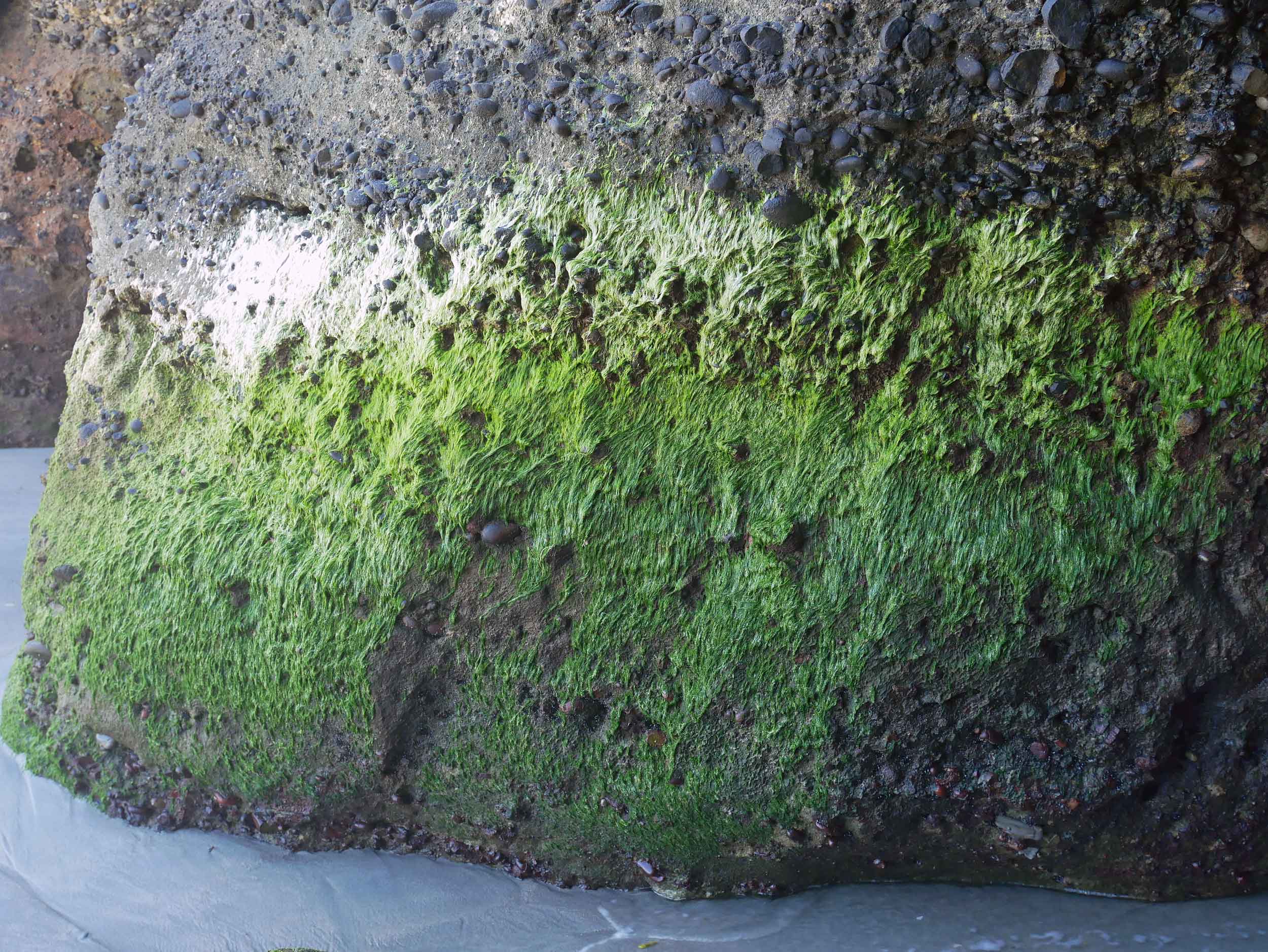  The ombre mossy greens covering the giant rocks along Wharariki Beach (Jan 13).&nbsp; 