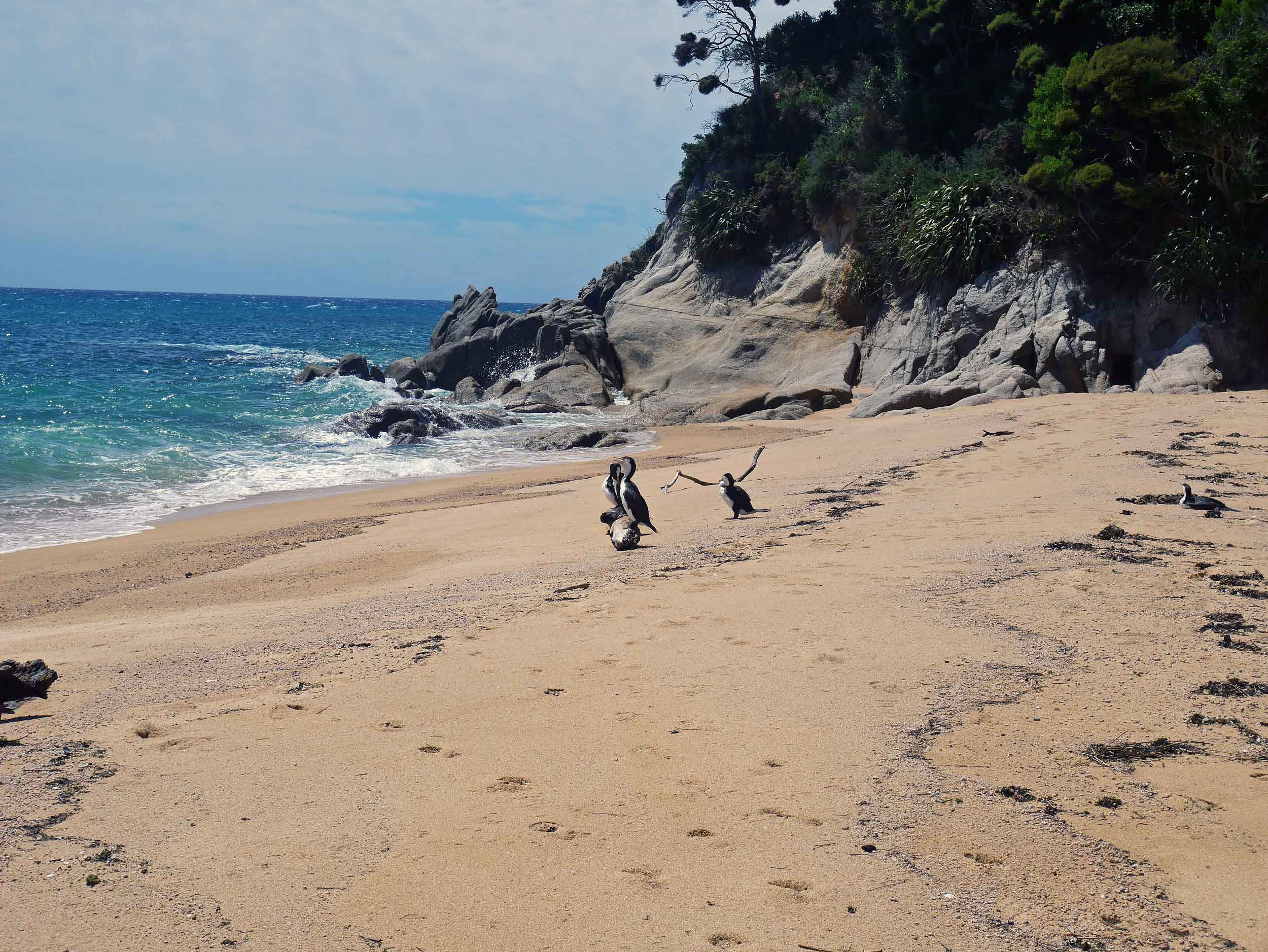  A 2.5 km trek from Totaranui led us to Anapai Bay, which was nearly deserted except for a group of pied shags that hung out with us for the afternoon (Jan 17).&nbsp; 