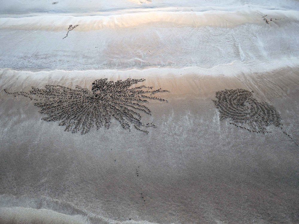  The beautiful art of the tiny Sand Bubbler crabs, who leave behind balled up excess sand as they hunt for food.&nbsp; 