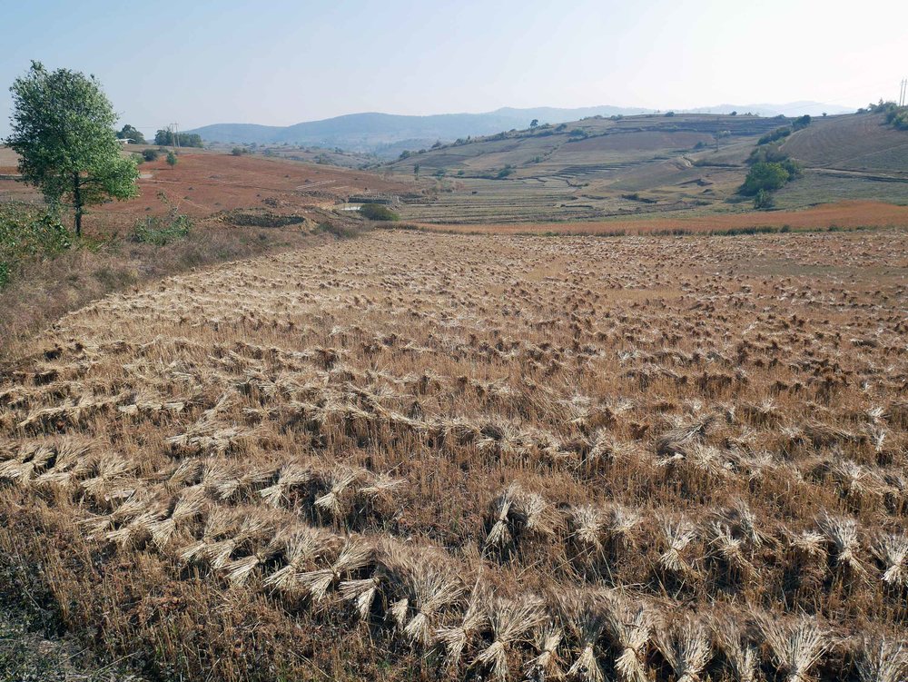  Several of the villages harvested wheat which was neatly gathered and left to dry in the sun for five days (Feb 20).&nbsp; 