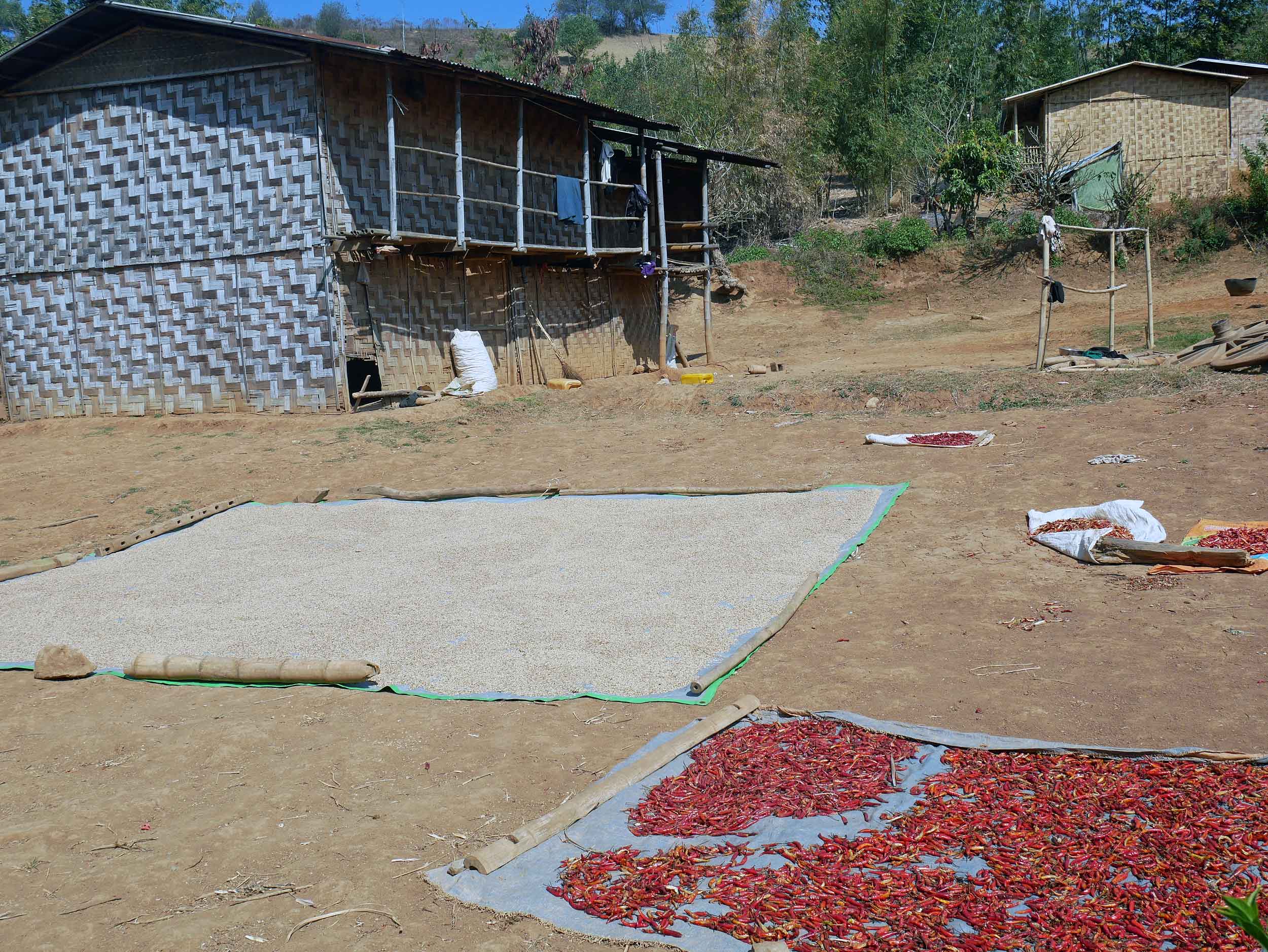 A common sight, rice and red chiles, which are grown in abundance in this area, spread out on canvases to dry in the hot sun (Feb 20).