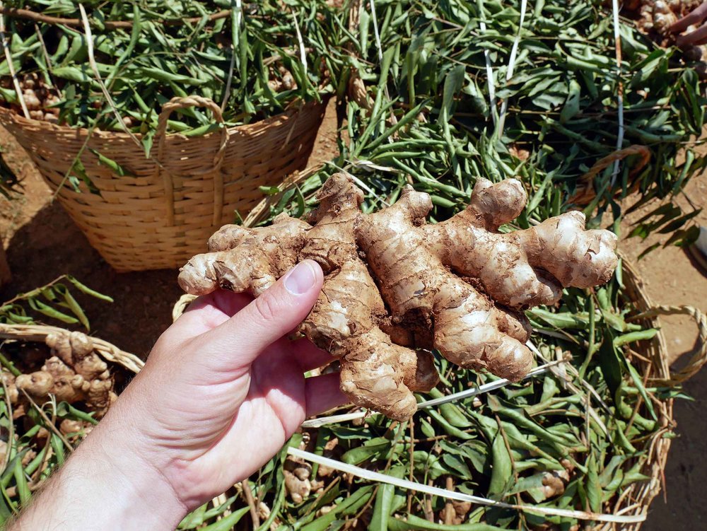  Two to three times the size of ginger we see back home, this recently harvested batch will dry before being sold at market (Feb 20). 