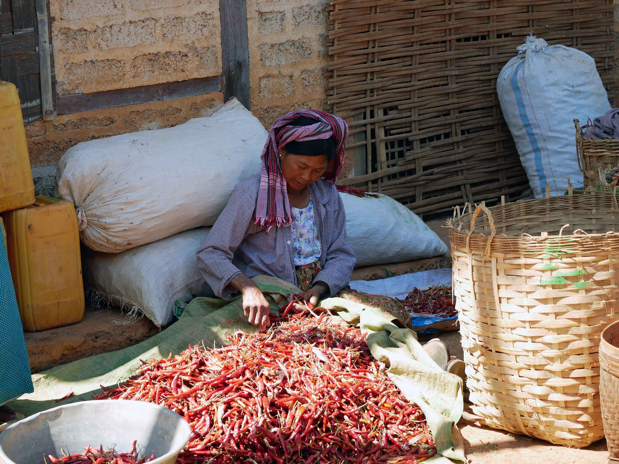 As we ate lunch in Kone-hla village, women sorted red chiles for market (Feb 20). 