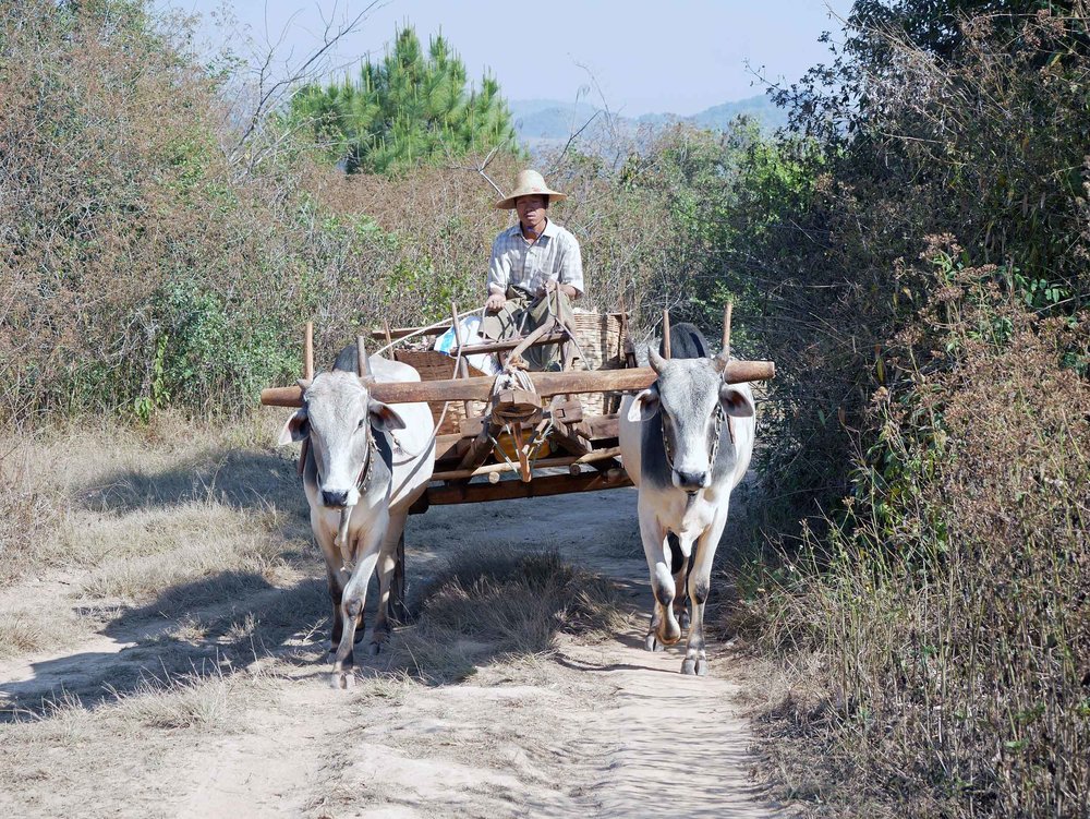  We saw very few vehicles in the villages but instead livestock being used to haul harvest (Feb 20). 