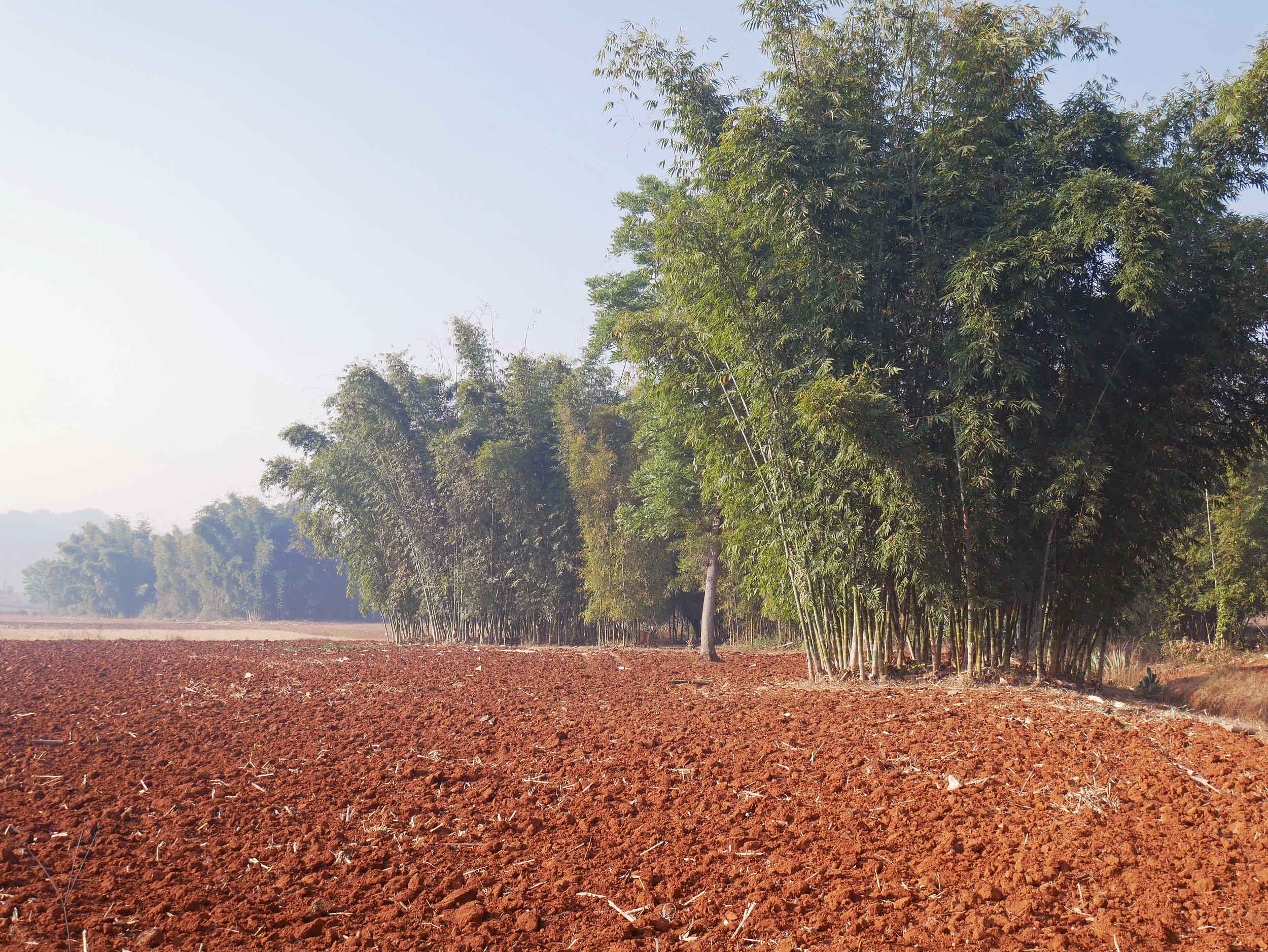  The closer we got to Inle Lake, the more and more we saw bamboo forests (Feb 21).&nbsp; 