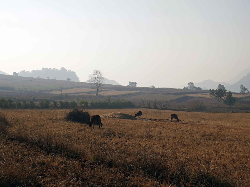  As the sun rose and temperature heated up, the livestock came to life in the hazy fields (Feb 21). &nbsp; 