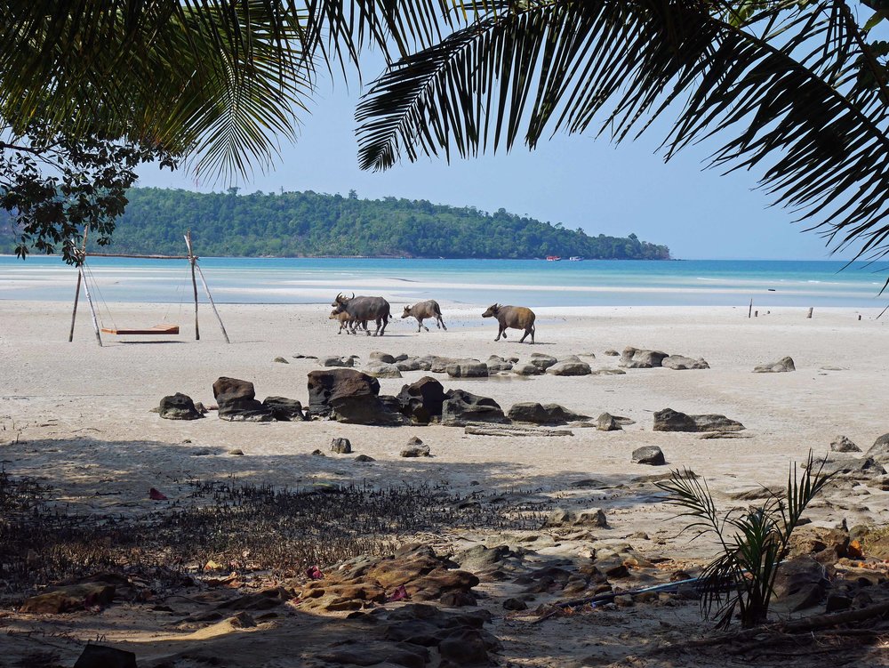  Also, you never knew who might come by the resort, locals buzzing on motos, local dogs and cats, and even these water buffalo (March 8)! 