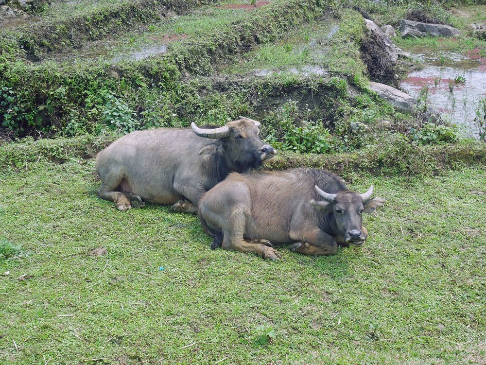  Just two water buffalo buds hanging out and taking a break from munching on grass. &nbsp;They're only allowed on the terraces when rice isn't in production - they keep the weeds down and fertilize the soil- so they deserve a break! (Mar 24). 