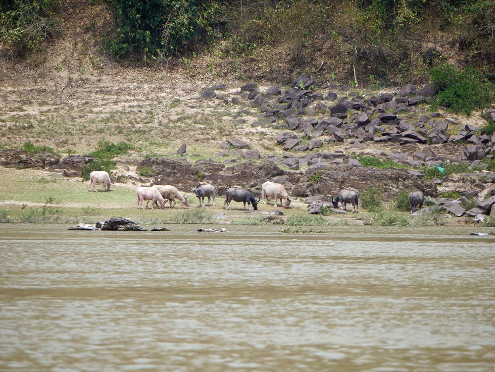  We saw lots of water buffalo along the river, mostly lying on the shores or submerged in the water to keep cool.&nbsp; 
