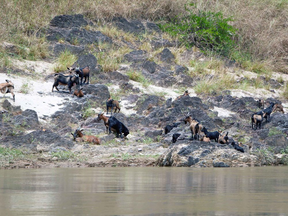  We also saw herds of goats, including their young, foraging for food along the Mekong.&nbsp; 