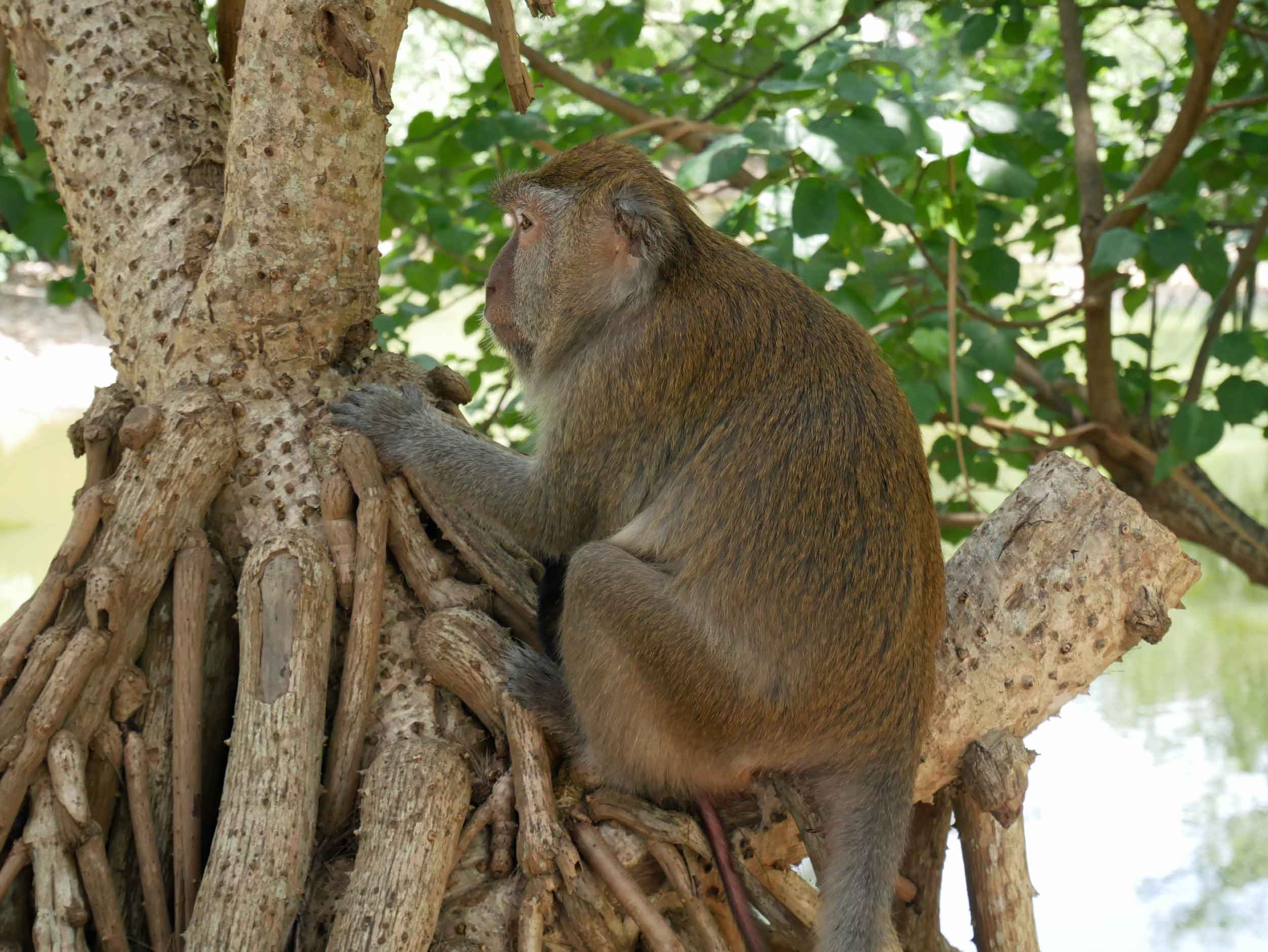  The park is also home to a gang of curious macaques who search the beach for unattended bags of food.&nbsp; 