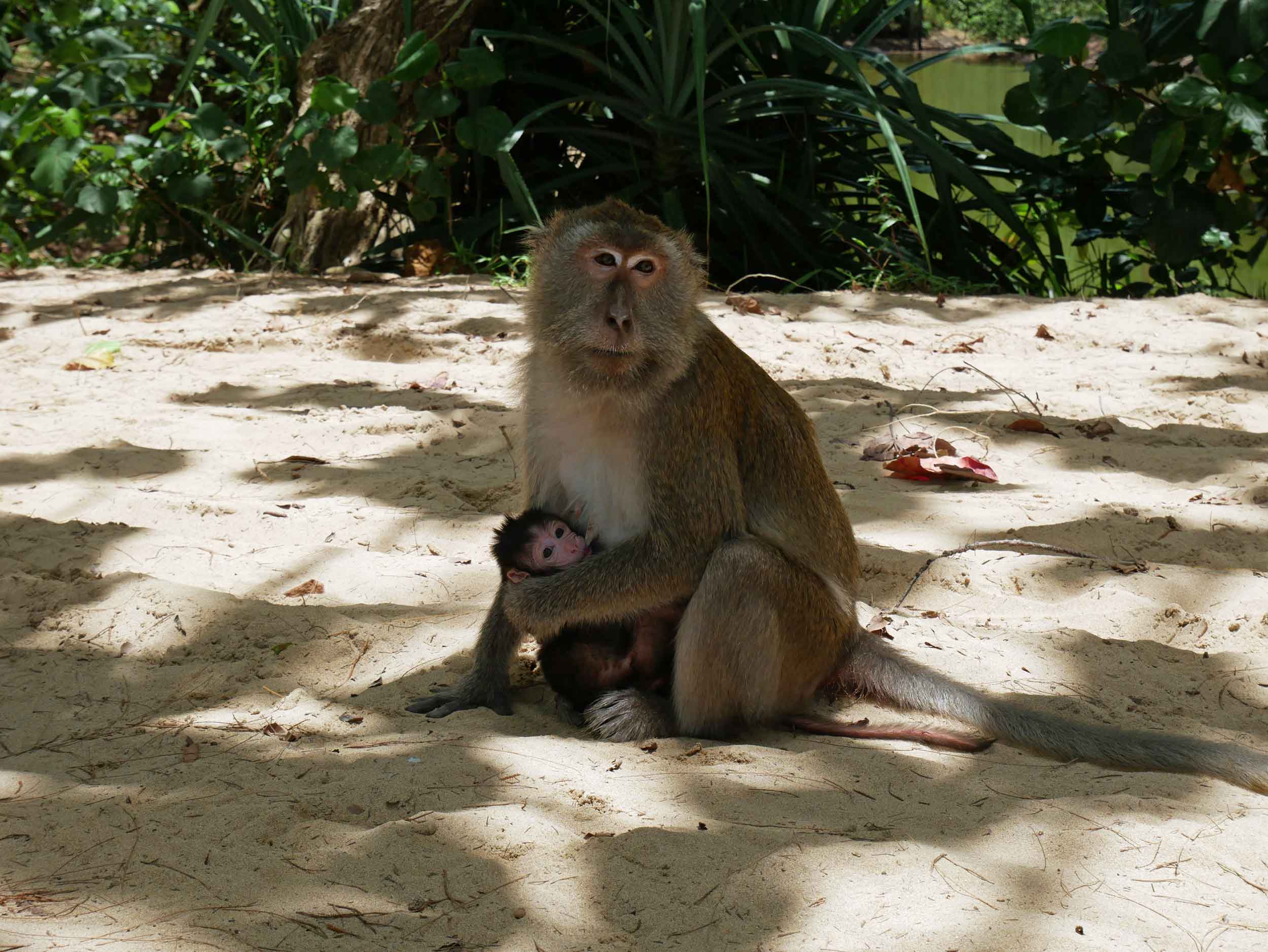  Several of the macaques carried nursing infants as they entertained visitors.&nbsp; 