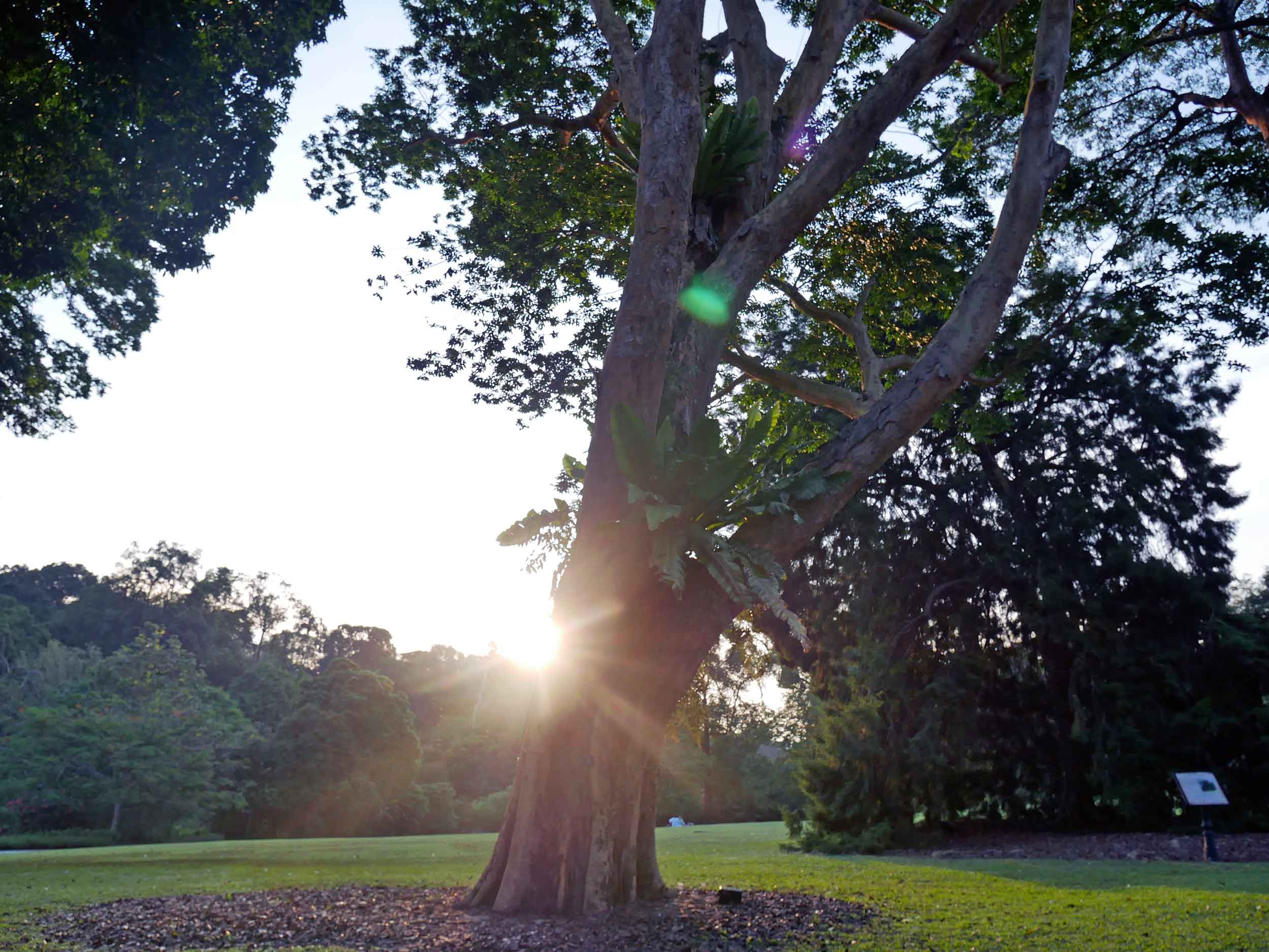  In a mega-city like Singapore, the Gardens provided a natural escape from the hustle and bustle.&nbsp; 