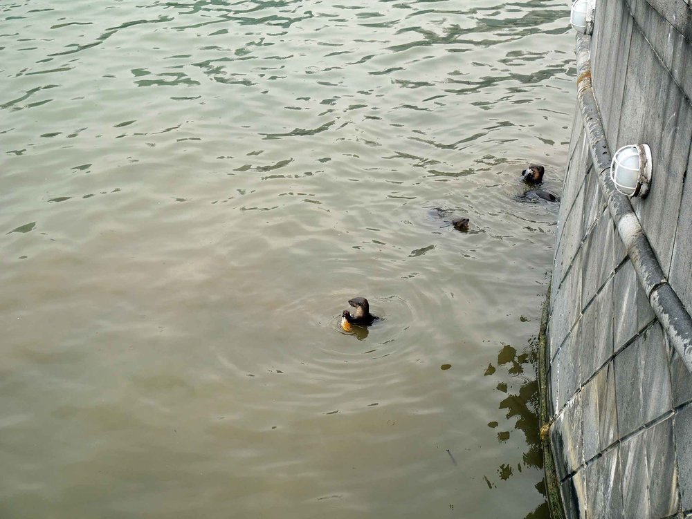  As we walked the Esplanade, we spotted river otters hunting and eating fish.&nbsp; 