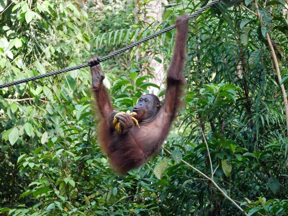  Everyone say "ahhh!" We visited Semenggoh Nature Reserve, where semi-wild orangutans are looked after,&nbsp;right at feeding time (May 3).&nbsp; 