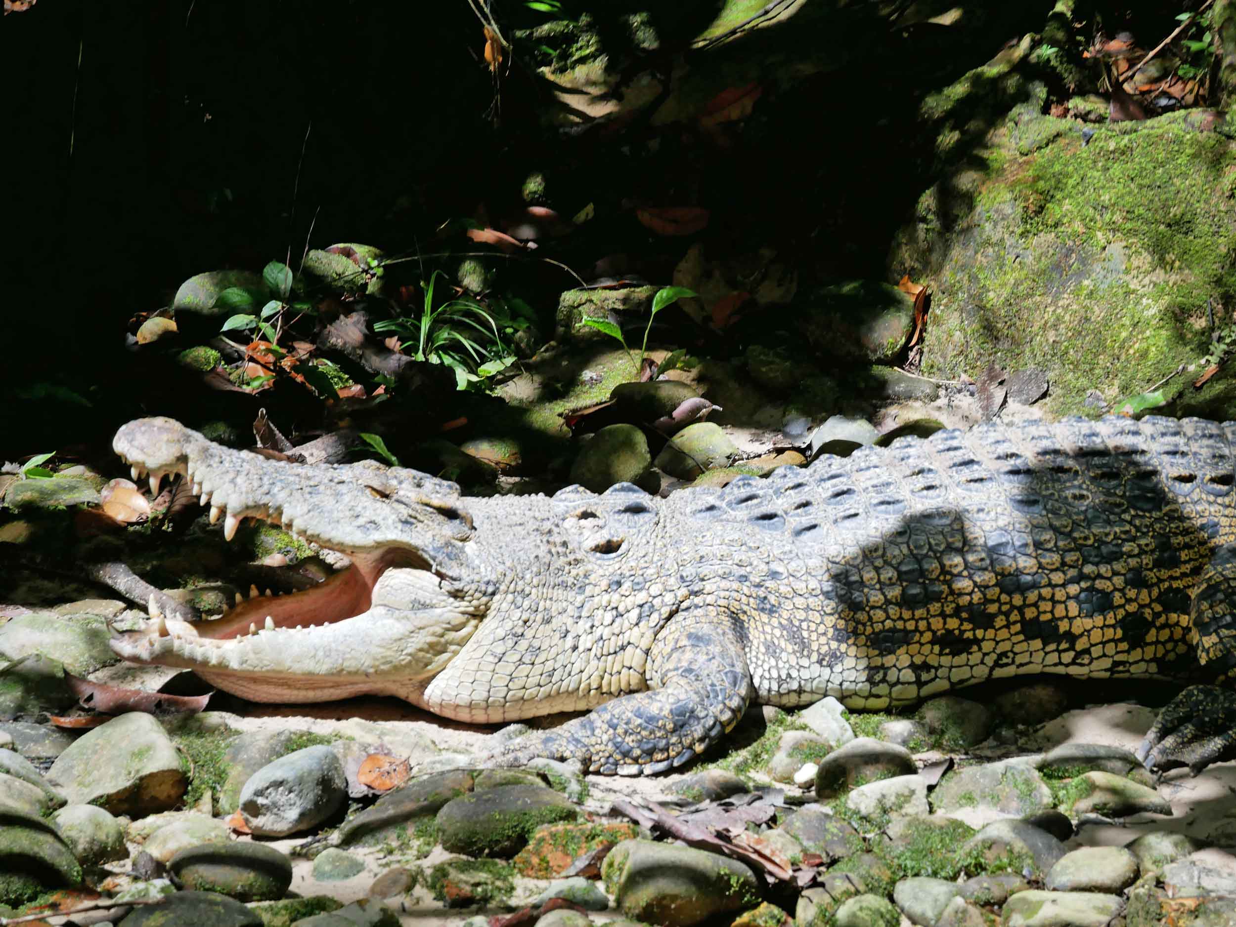  Sort of randomly, Semenggoh also rehabilitates crocs--we never quite figured out the connection!&nbsp; 